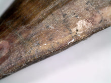 Load image into Gallery viewer, Suchomimus Large Serrated Fossil Tooth VERY RARE!! 2.25 Inches! No Repair!