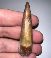 Load image into Gallery viewer, Suchomimus Large Serrated Fossil Tooth VERY RARE!! 2.25 Inches! No Repair!