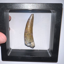 Load image into Gallery viewer, Suchomimus Large Fossil Tooth VERY RARE!! 2.15 Inches!