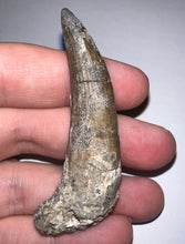 Load image into Gallery viewer, Suchomimus Large Fossil Tooth VERY RARE!! 2.22 Inches!
