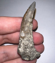 Load image into Gallery viewer, Suchomimus Large Fossil Tooth VERY RARE!! 2.22 Inches!