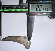 Load image into Gallery viewer, Suchomimus Large Fossil Tooth VERY RARE!! 2.22 Inches!