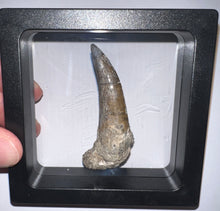 Load image into Gallery viewer, Suchomimus Large Fossil Tooth VERY RARE!! 2.22 Inches!
