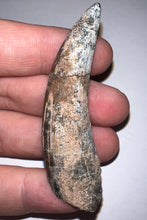Load image into Gallery viewer, Suchomimus Huge Serrated Fossil Tooth VERY RARE!! 2.5 Inches!