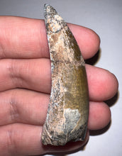 Load image into Gallery viewer, Suchomimus Huge Serrated Fossil Tooth VERY RARE!! 2.5 Inches!