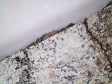 Load image into Gallery viewer, Suchomimus Huge Serrated Fossil Tooth VERY RARE!! 2.5 Inches!