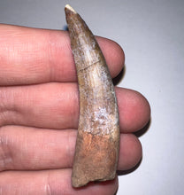 Load image into Gallery viewer, GEM Suchomimus Large Serrated Fossil Tooth VERY RARE!! 2.22 Inches!