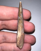 Load image into Gallery viewer, GEM Suchomimus Large Serrated Fossil Tooth VERY RARE!! 2.22 Inches!