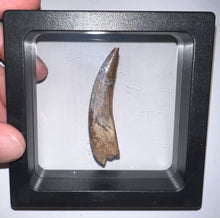 Load image into Gallery viewer, GEM Suchomimus Large Serrated Fossil Tooth VERY RARE!! 2.22 Inches!