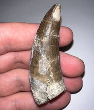 Load image into Gallery viewer, Suchomimus Large Fossil Tooth VERY RARE!! 2.42 Inches!