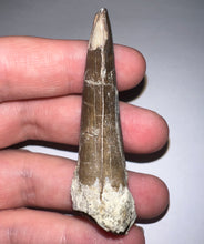 Load image into Gallery viewer, Suchomimus Large Fossil Tooth VERY RARE!! 2.42 Inches!