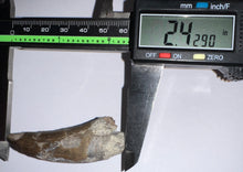 Load image into Gallery viewer, Suchomimus Large Fossil Tooth VERY RARE!! 2.42 Inches!