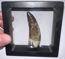 Load image into Gallery viewer, Suchomimus Large Fossil Tooth VERY RARE!! 2.42 Inches!