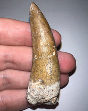 Load image into Gallery viewer, Suchomimus Huge Serrated Fossil Tooth VERY RARE!! 2.5 Inches!