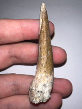 Load image into Gallery viewer, Suchomimus Huge Serrated Fossil Tooth VERY RARE!! 2.5 Inches!