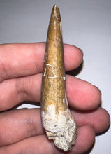 Load image into Gallery viewer, Suchomimus Huge Serrated Fossil Tooth VERY RARE!! 2.5 Inches!