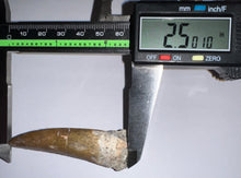 Load image into Gallery viewer, Suchomimus Huge Serrated Fossil Tooth VERY RARE!! 2.5 Inches!