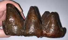Load image into Gallery viewer, American Mastodon Rare Unerupted Fossil Molar 5.52 Inches No Repair