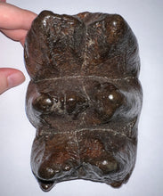 Load image into Gallery viewer, American Mastodon Rare Unerupted Fossil Molar 5.52 Inches No Repair