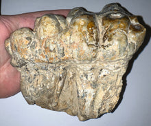 Load image into Gallery viewer, Super Rare Gomphothere Fossil Molar from China Miocene 5.66 Inches