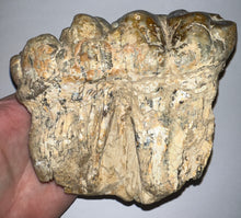 Load image into Gallery viewer, Super Rare Gomphothere Fossil Molar from China Miocene 5.66 Inches