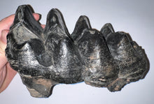 Load image into Gallery viewer, American Mastodon Fossil Molar 7.2 Inches