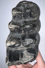 Load image into Gallery viewer, American Mastodon Fossil Molar 7.2 Inches