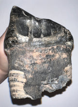 Load image into Gallery viewer, American Mastodon Fossil Molar 7.2 Inches