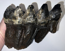 Load image into Gallery viewer, GEM American Mastodon Fossil Molar 6.86 Inches No Repair!