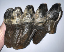 Load image into Gallery viewer, GEM American Mastodon Fossil Molar 6.86 Inches No Repair!