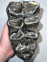 Load image into Gallery viewer, GEM American Mastodon Fossil Molar 6.86 Inches No Repair!