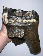 Load image into Gallery viewer, GEM American Mastodon Fossil Molar 6.86 Inches No Repair!