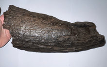 Load image into Gallery viewer, Huge Ice Age Fossil Columbian Mammoth Partial Tusk 13.5 Inches from Florida
