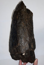 Load image into Gallery viewer, Huge Ice Age Fossil Columbian Mammoth Partial Tusk 13.5 Inches from Florida