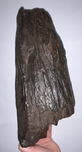 Load image into Gallery viewer, Huge Ice Age Fossil Columbian Mammoth Partial Tusk 13.5 Inches from Florida