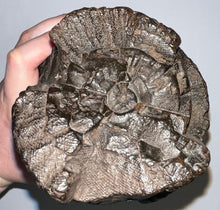 Load image into Gallery viewer, Huge Ice Age Fossil Columbian Mammoth Partial Tusk 13.5 Inches from Florida