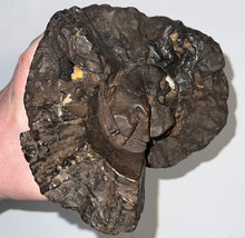 Load image into Gallery viewer, Huge Ice Age Fossil Columbian Mammoth Partial Tusk 13.5 Inches from Florida