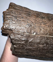 Load image into Gallery viewer, Huge Ice Age Fossil Columbian Mammoth Partial Tusk 13.5 Inches from Florida