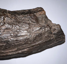 Load image into Gallery viewer, Huge Ice Age Fossil Columbian Mammoth Partial Tusk 13.5 Inches from Florida