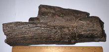 Load image into Gallery viewer, Huge Ice Age Fossil Columbian Mammoth Partial Tusk 13.5 Inches from Florida