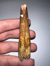Load image into Gallery viewer, HUGE Spinosaur Fossil Dinosaur Tooth 3.32 Inches with Display Stand and Case