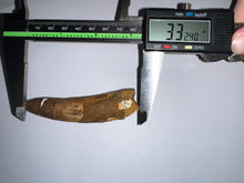 Load image into Gallery viewer, HUGE Spinosaur Fossil Dinosaur Tooth 3.32 Inches with Display Stand and Case