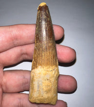 Load image into Gallery viewer, HUGE Spinosaur Fossil Dinosaur Tooth 3.21 Inches with Display Stand and Case