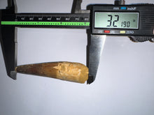 Load image into Gallery viewer, HUGE Spinosaur Fossil Dinosaur Tooth 3.21 Inches with Display Stand and Case