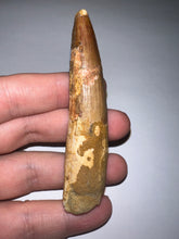 Load image into Gallery viewer, HUGE Spinosaur Fossil Dinosaur Tooth 3.47 Inches with Display Stand and Case