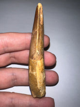 Load image into Gallery viewer, HUGE Spinosaur Fossil Dinosaur Tooth 3.47 Inches with Display Stand and Case