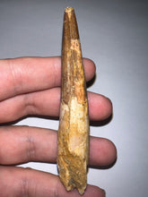 Load image into Gallery viewer, HUGE Spinosaur Fossil Dinosaur Tooth 3.47 Inches with Display Stand and Case
