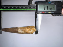 Load image into Gallery viewer, HUGE Spinosaur Fossil Dinosaur Tooth 3.47 Inches with Display Stand and Case