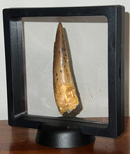 Load image into Gallery viewer, HUGE Spinosaur Fossil Dinosaur Tooth 3.22 Inches with Display Stand and Case