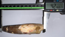 Load image into Gallery viewer, MONSTER Spinosaur Fossil Dinosaur Tooth 4.24 Inches with Display Stand and Case